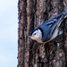 White-breasted Nuthatch by kvphoto
