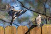 6th Feb 2024 - Mourning Doves