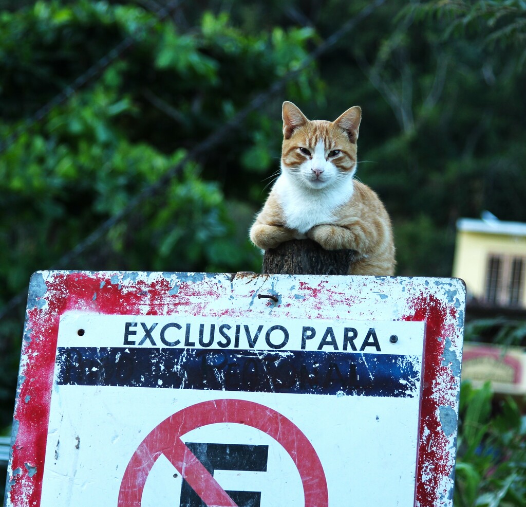 Parking control cat. by jerzyfotos