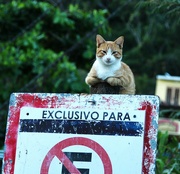 14th Jan 2024 - Parking control cat.