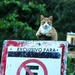 Parking control cat. by jerzyfotos