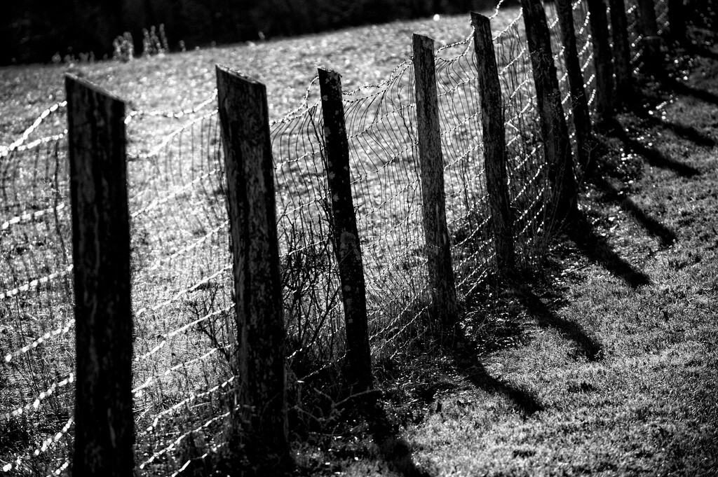 fence by francoise