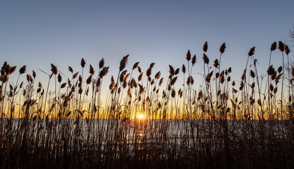 Lakeside Park Grasses by pdulis