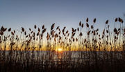 6th Feb 2024 - Lakeside Park Grasses