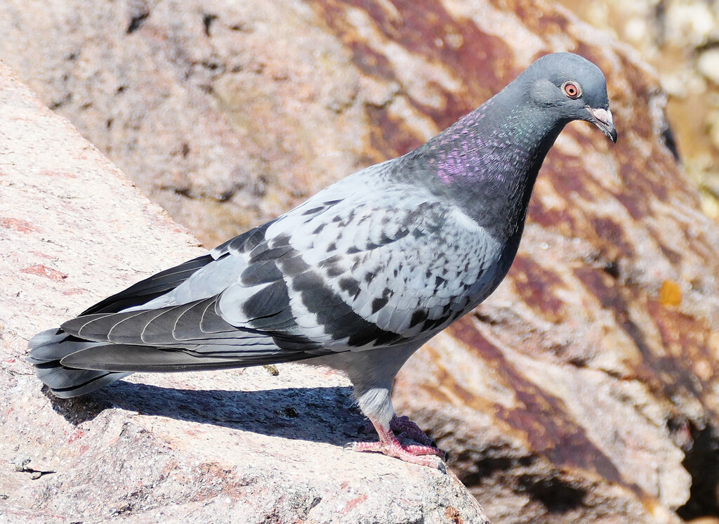 Domestic Pigeon by onewing