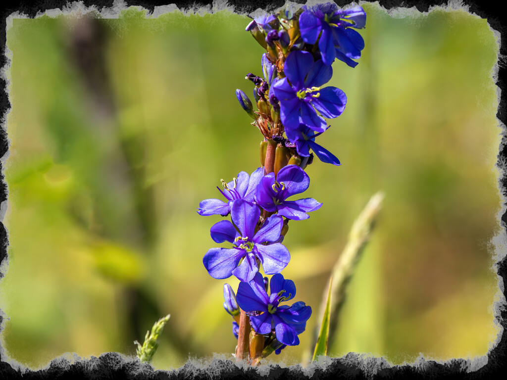 Another unusual blue flower by ludwigsdiana