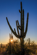 4th Feb 2024 - Saguaro National Park at Sunset