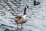 7th Feb 2024 - Canada goose