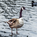 Canada goose by stuart46
