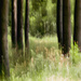Woods ICM by nickspicsnz