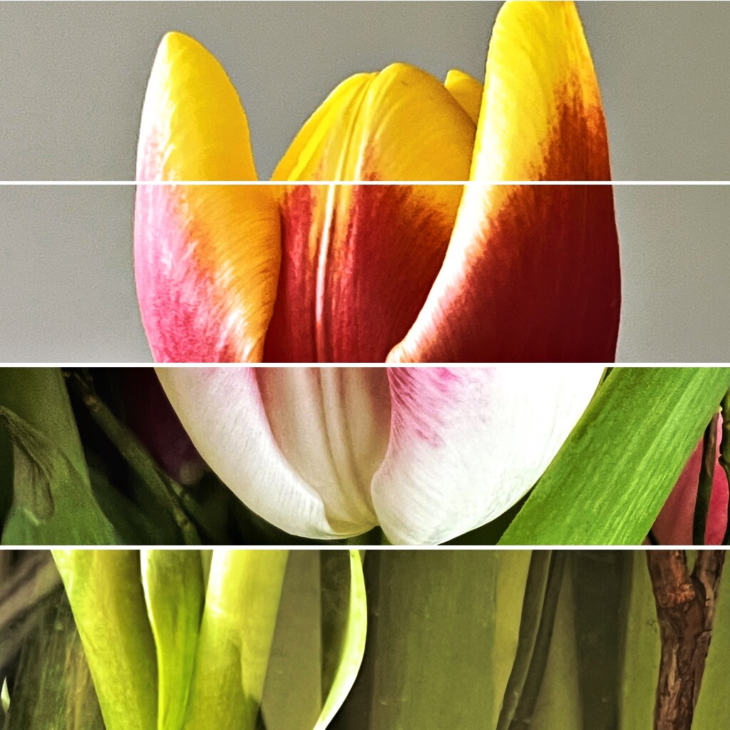 Tulip time by mastermek