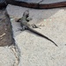 Lizard by mumswaby