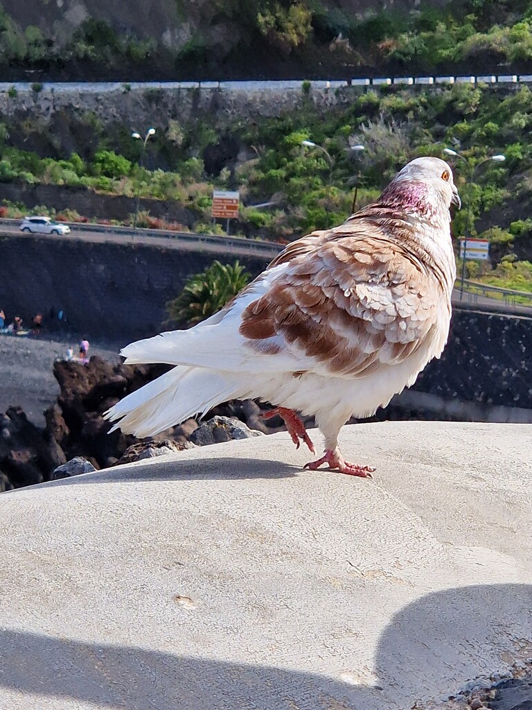 Unusual Pigeon by mumswaby