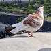 Unusual Pigeon by mumswaby