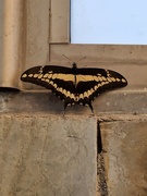 31st Jan 2024 - Lone Butterfly