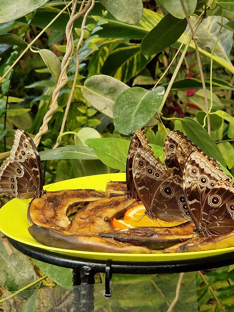 Feeding Time for Butterflies by mumswaby