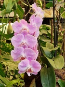 4th Feb 2024 - Lilac Orchid
