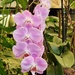 Lilac Orchid by mumswaby