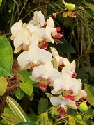 3rd Feb 2024 - White Orchid