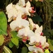 White Orchid by mumswaby