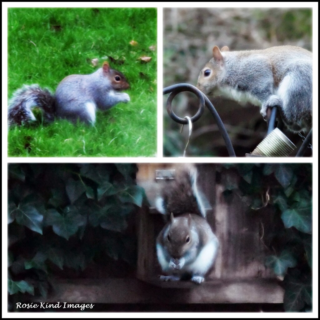 Three squirrels today by rosiekind