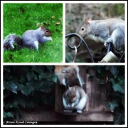 7th Feb 2024 - Three squirrels today