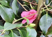 7th Feb 2024 - Camellia 