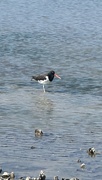 6th Feb 2024 - American oystercatcher