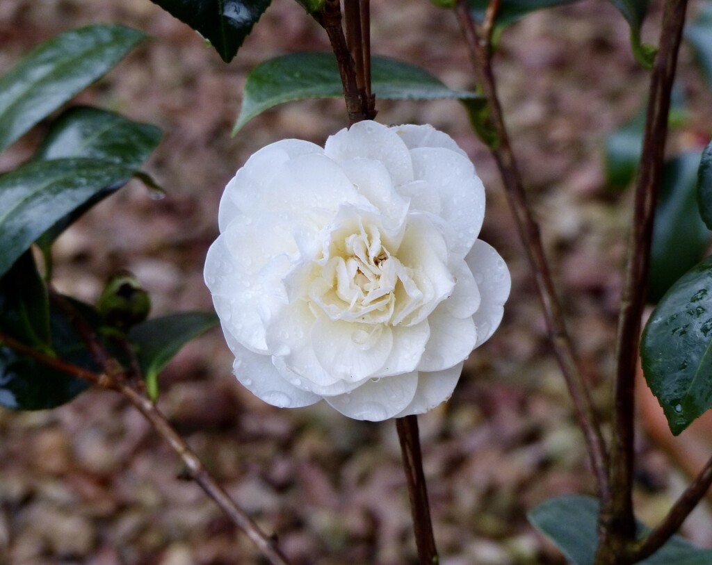 The First Camellia (and the inevitable raindrops) (Japonica Swan Lake) by susiemc