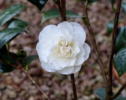 7th Feb 2024 - The First Camellia (and the inevitable raindrops) (Japonica Swan Lake)