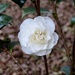 The First Camellia (and the inevitable raindrops) (Japonica Swan Lake) by susiemc