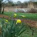 Daffodils by busylady