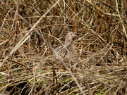 7th Feb 2024 - Female Pheasant
