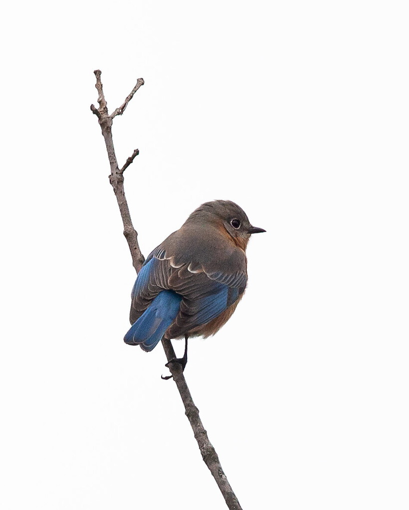 Eastern bluebird by bobbic