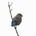 Eastern bluebird by bobbic