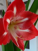 7th Feb 2024 - A red and white Amaryllis.  