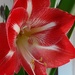 A red and white Amaryllis.   by grace55