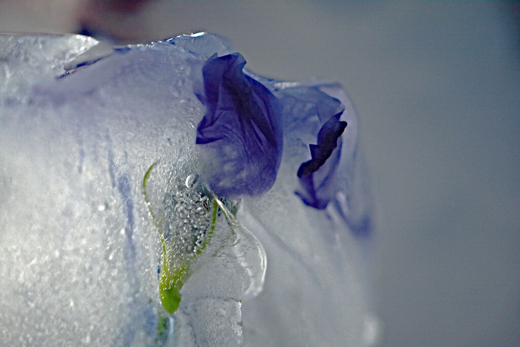 Ice-iced-periwinkle.......... by ziggy77