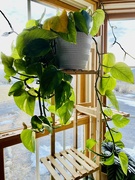 7th Feb 2024 - Golden Pothos