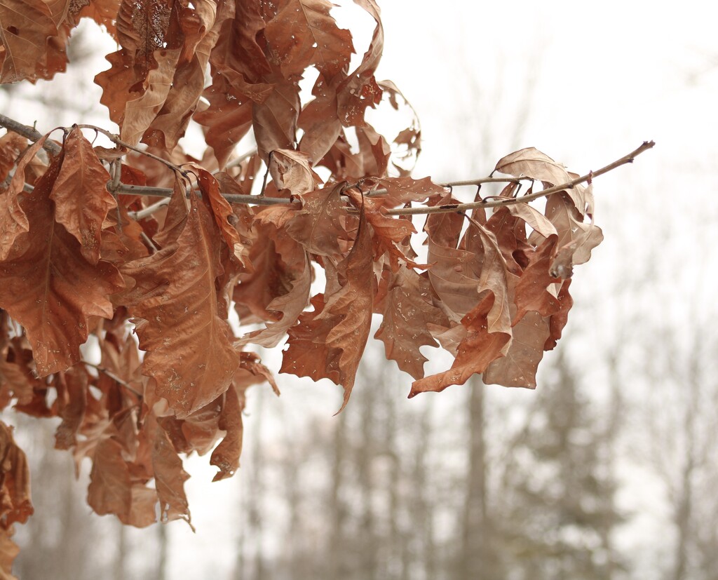 Dry, curly oak leaves by mltrotter