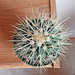 Golden Barrel Cactus top view by larrysphotos