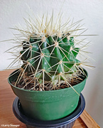 7th Feb 2024 - Golden Barrel Cactus