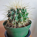 Golden Barrel Cactus by larrysphotos