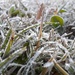 First large frost by isabella2007