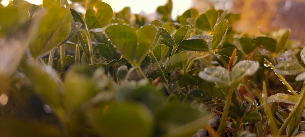 Mystical sunrise in a patch of 3 leaf clovers by isabella2007