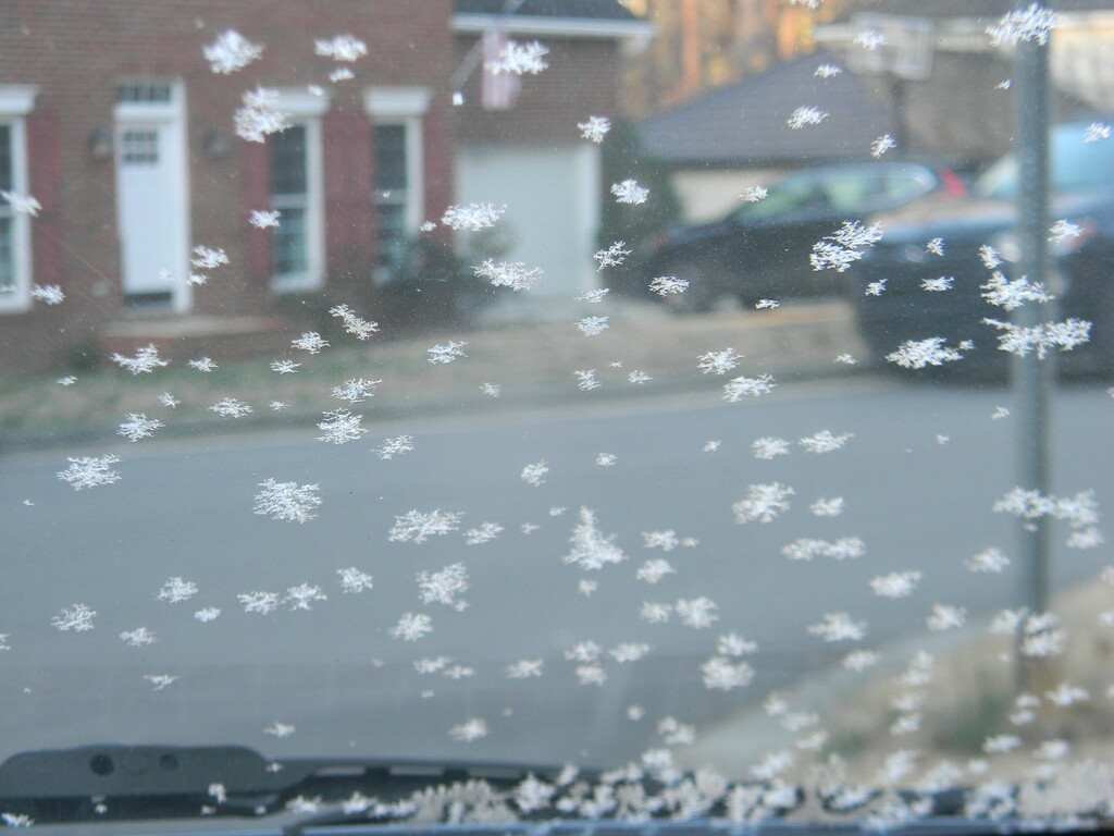 Frost Flakes on Windshield  by sfeldphotos