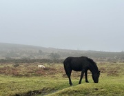7th Feb 2024 - Dartmoor pony and sheep