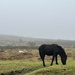 Dartmoor pony and sheep by 365_cal