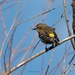 Yellow Rumped Warbler by slaabs