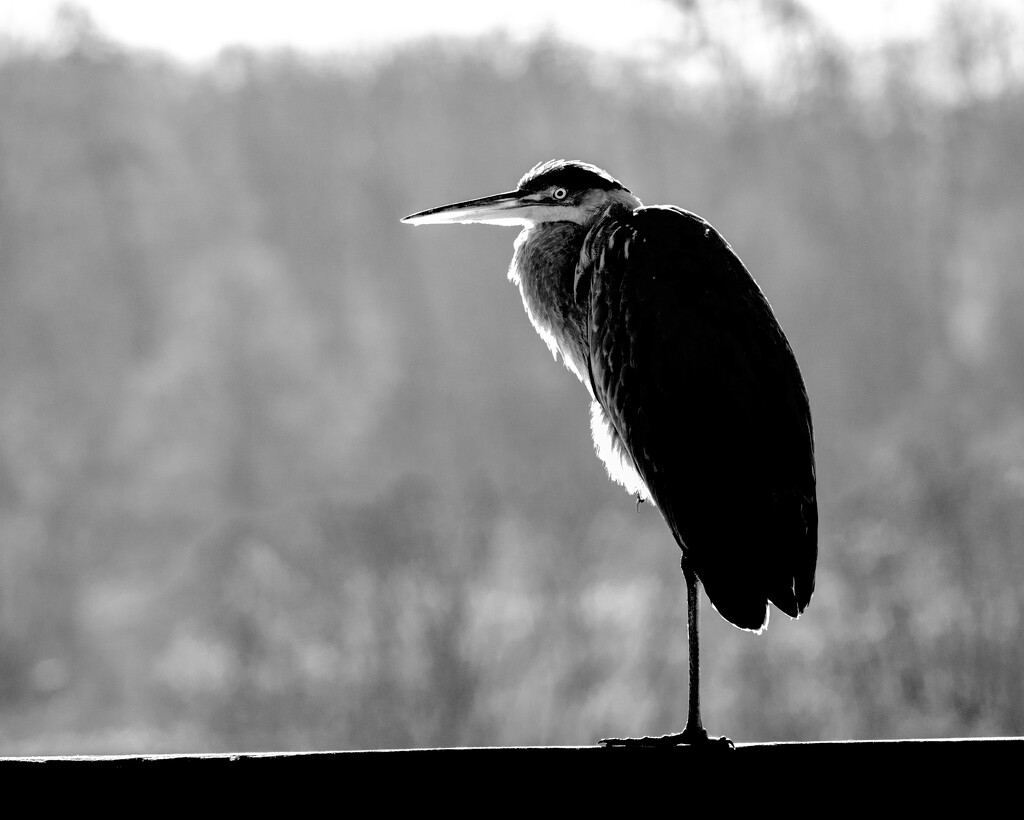 Great Blue Heron Black and White by cwbill